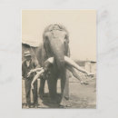 Search for circus act cards invites Elephant