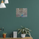 Search for fantail posters Colourful