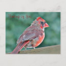 Search for red bird postcards Nature