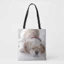 Search for cocker spaniel bags Photography