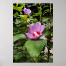 Search for aphrodite posters Flower