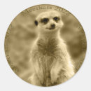 Search for meerkat stickers Suricata