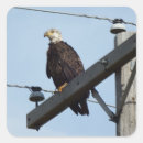 Search for eagle feather stickers Nature