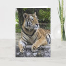 Search for tiger birthday cards Mammal