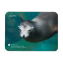 Search for smithsonian Sea lion