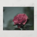 Search for rose leaves postcards Garden