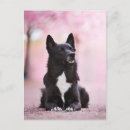 Search for black cherry postcards Japan
