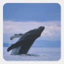 Search for humpback whale stickers Alaska