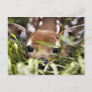 Search for fawned postcards Animals