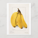 Search for fruit painting postcards Banana