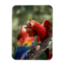 Search for macaws magnets Wild