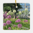 Search for allium Flower