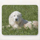 Search for livestock mousepads Horizontal