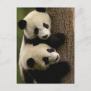 Search for giant sympathy cards Fungi