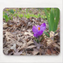 Search for crocus electronics Botanical