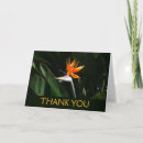 Search for spring bird cards Daffodils