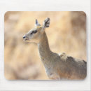 Search for antelope mousepads Safari