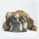 Search for bulldog portrait stickers Dogs