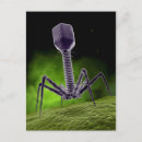 Search for bacteriophage Bacteria