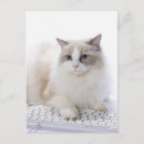 Search for computer keyboard postcards Cat