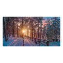 Search for snow covered trees posters Pine