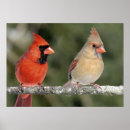 Search for red pair posters Cardinal