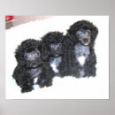 Search for poodle puppy art Poodles