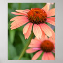 Search for echinacea posters Nature