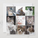 Search for cat face invitations Cats