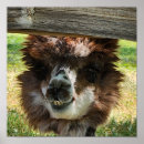 Search for alpaca posters Cute