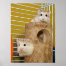 Search for pet hamster posters Rodent