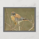 Search for kestrel postcards Nature
