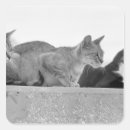 Search for focus stickers Animal