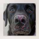Search for black labrador puzzles Canine