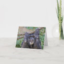 Search for funny monkey birthday cards Wildlife
