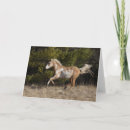 Search for bob cards Stallion