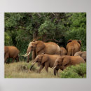 Search for african animals posters Tree