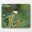 Search for praying mantis electronics Wildlife