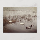 Search for happy duck postcards Vintage