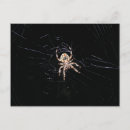 Search for spider postcards Nature