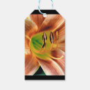 Search for daylily Yellow
