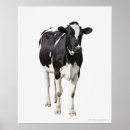 Search for dairy cow posters Nature