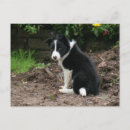Search for mischievous postcards Puppy