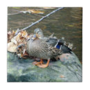 Search for duck tiles Ceramic