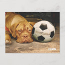 Search for sporting dog postcards Pets