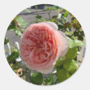 Search for rosa stickers Flower