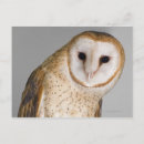 Search for tyto postcards Nature