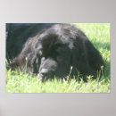 Search for newfoundland dog posters Pet