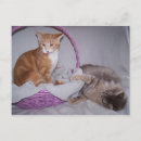 Search for kitty kid postcards Cute