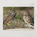 Search for closely postcards Jaynes gallery